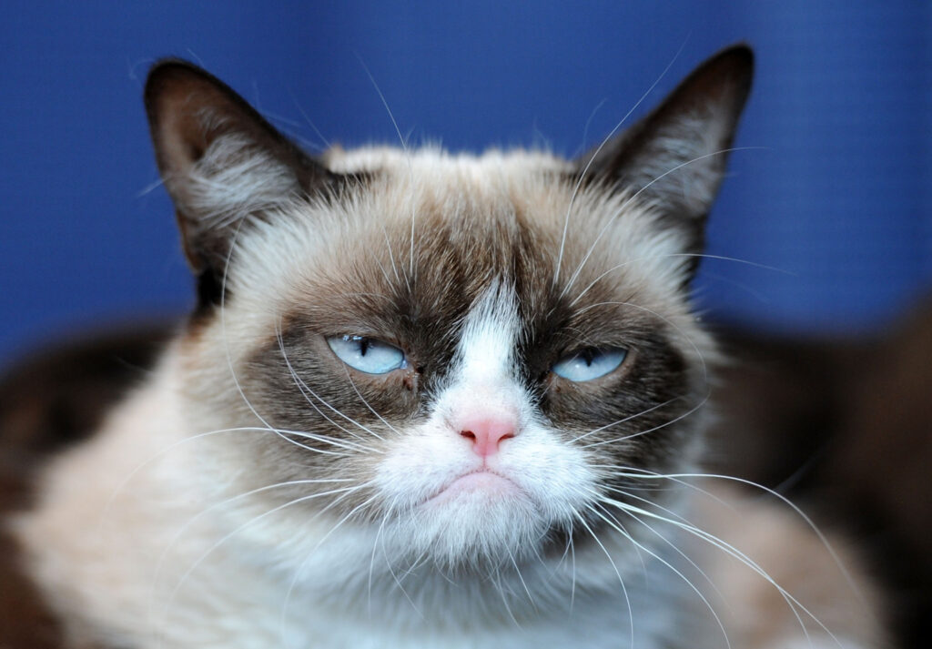 Grumpy Cat Church Of Christ Articles Grumpy Cat Church Of Christ Articles
